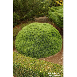Thuya du Canada Danica 65cm Silence ca pousse de Plantes Silence ça pousse dans Conifères de rocailles en livraison