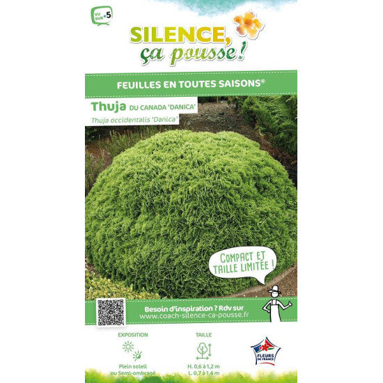 Thuya du Canada Danica 65cm Silence ca pousse de Plantes Silence ça pousse dans Conifères de rocailles en livraison