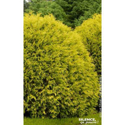 Thuja du Canada Mirjam 50cm Silence ca pousse de Plantes Silence ça pousse dans Conifères de rocailles en livraison