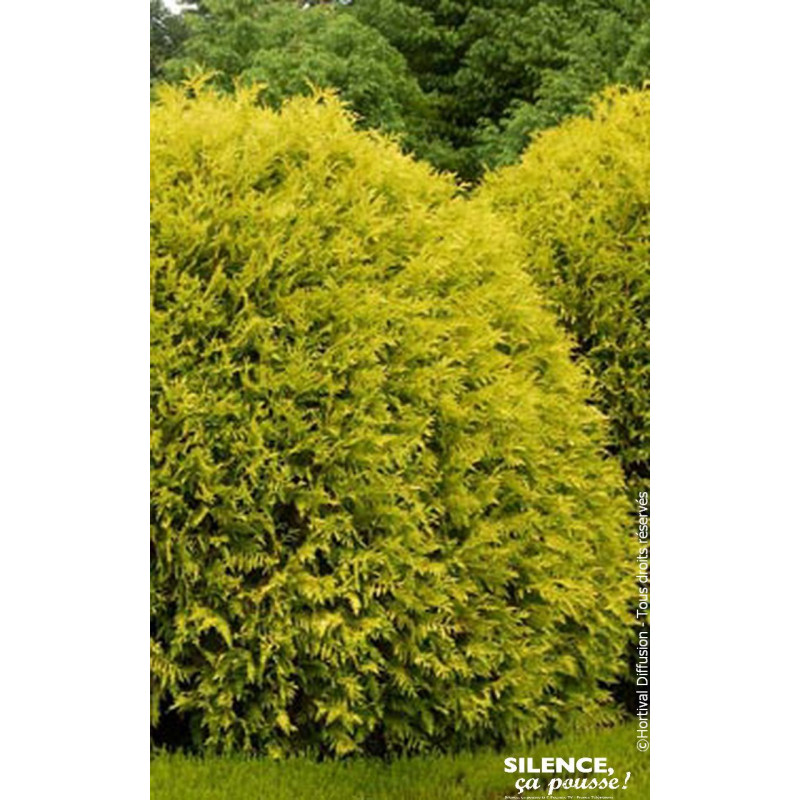 Thuja du Canada Mirjam 50cm Silence ca pousse de Plantes Silence ça pousse dans Conifères de rocailles en livraison