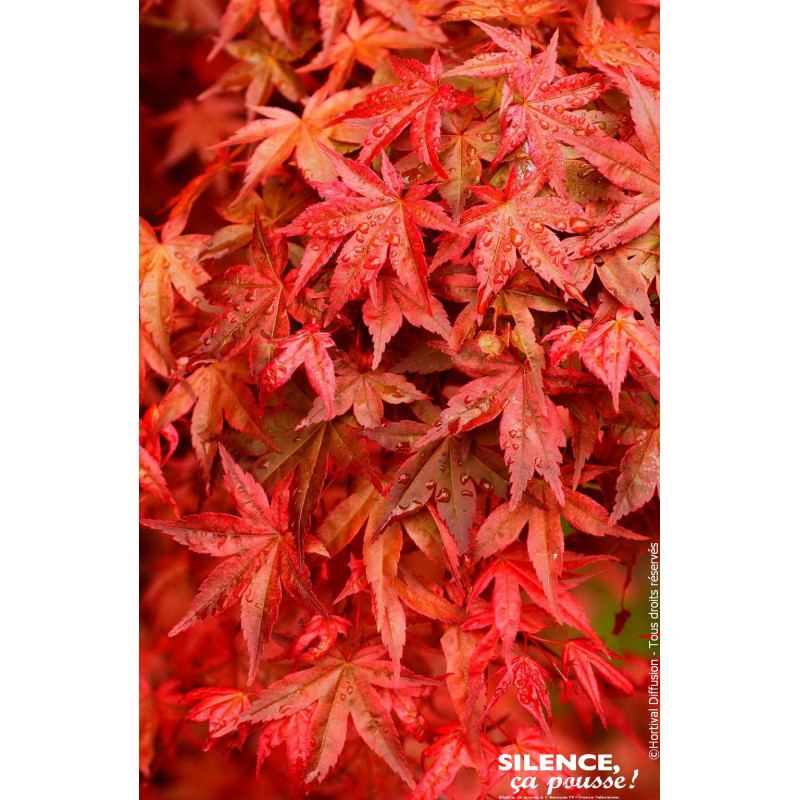 Erable du Japon Deshojo 140cm Silence ca pousse de Plantes Silence ça pousse dans Plantes à petits fruits (kiwi, myrtilles, g...