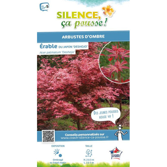 Erable du Japon Deshojo 140cm Silence ca pousse de Plantes Silence ça pousse dans Plantes à petits fruits (kiwi, myrtilles, g...