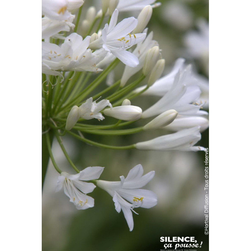 Agapanthe Bridal Bouquet 80cm Silence ca pousse de Plantes Silence ça pousse dans Plantes à petits fruits (kiwi, myrtilles, g...