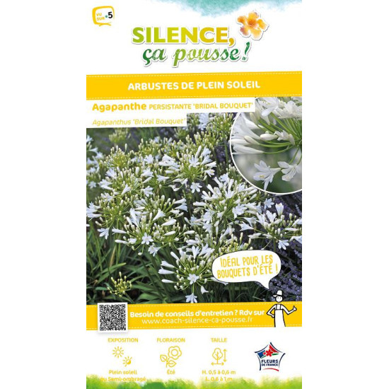 Agapanthe Bridal Bouquet 80cm Silence ca pousse de Plantes Silence ça pousse dans Plantes à petits fruits (kiwi, myrtilles, g...