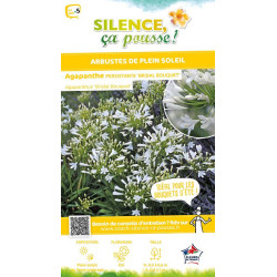 Agapanthe Bridal Bouquet 80cm Silence ca pousse de Plantes Silence ça pousse dans Plantes à petits fruits (kiwi, myrtilles, g...