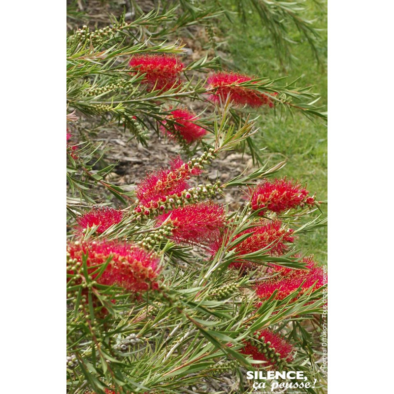 Rince-bouteille rigidus 100cm Silence ca pousse de Plantes Silence ça pousse dans Plantes à petits fruits (kiwi, myrtilles, g...