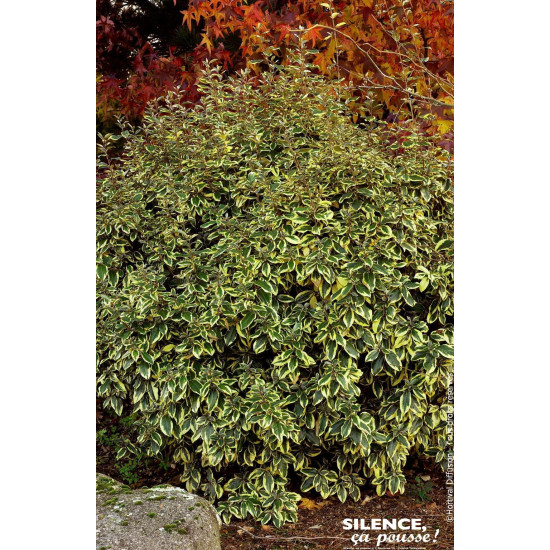 Chalef hybride Gilt Edge 50cm Silence ca pousse de Plantes Silence ça pousse dans Arbustes persistants en livraison