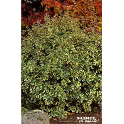 Chalef hybride Gilt Edge 50cm Silence ca pousse de Plantes Silence ça pousse dans Arbustes persistants en livraison