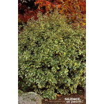 Chalef hybride Gilt Edge 50cm Silence ca pousse de Plantes Silence ça pousse dans Arbustes persistants en livraison