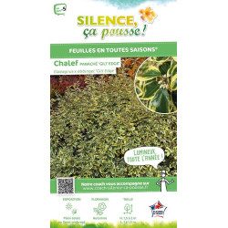 Chalef hybride Gilt Edge 50cm Silence ca pousse de Plantes Silence ça pousse dans Arbustes persistants en livraison