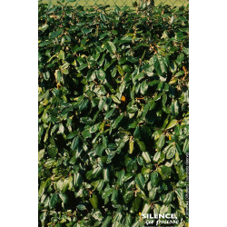 ELAEAGNUS EBBINGEI C4,5 60/80 de Plantes Silence ça pousse dans Plantes à petits fruits (kiwi, myrtilles, groseilles, cassis,...