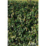 ELAEAGNUS EBBINGEI C4,5 60/80 de Plantes Silence ça pousse dans Plantes à petits fruits (kiwi, myrtilles, groseilles, cassis,...
