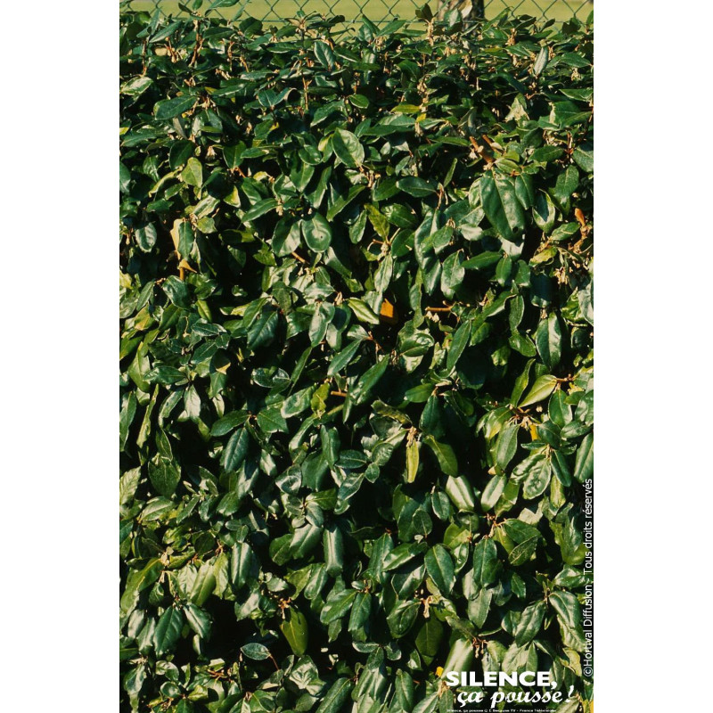 ELAEAGNUS EBBINGEI C4,5 60/80 de Plantes Silence ça pousse dans Plantes à petits fruits (kiwi, myrtilles, groseilles, cassis,...