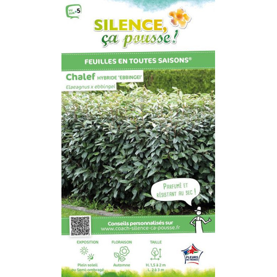 ELAEAGNUS EBBINGEI C4,5 60/80 de Plantes Silence ça pousse dans Plantes à petits fruits (kiwi, myrtilles, groseilles, cassis,...