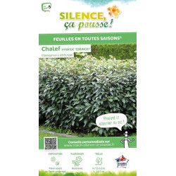 ELAEAGNUS EBBINGEI C4,5 60/80 de Plantes Silence ça pousse dans Plantes à petits fruits (kiwi, myrtilles, groseilles, cassis,...