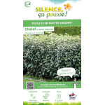 ELAEAGNUS EBBINGEI C4,5 60/80 de Plantes Silence ça pousse dans Plantes à petits fruits (kiwi, myrtilles, groseilles, cassis,...