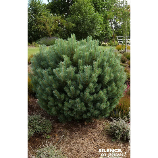 PINUS SYLV,WATERERI C4,5 DE GREFFE de Plantes Silence ça pousse dans Conifères de rocailles en livraison