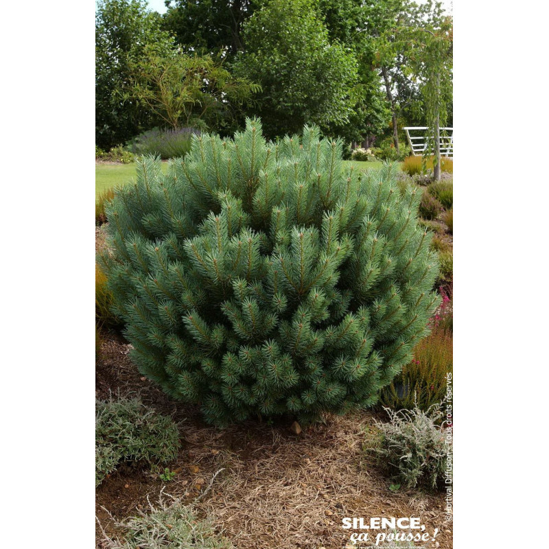 PINUS SYLV,WATERERI C4,5 DE GREFFE de Plantes Silence ça pousse dans Conifères de rocailles en livraison