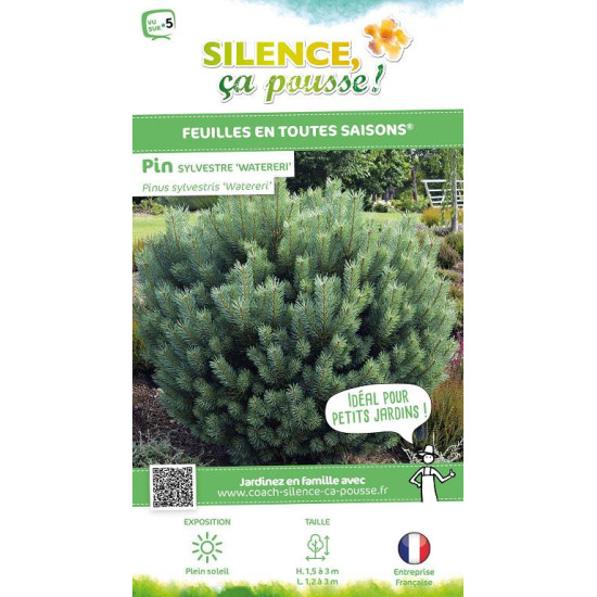 PINUS SYLV,WATERERI C4,5 DE GREFFE de Plantes Silence ça pousse dans Conifères de rocailles en livraison