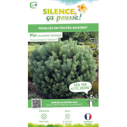 PINUS SYLV,WATERERI C4,5 DE GREFFE de Plantes Silence ça pousse dans Conifères de rocailles en livraison