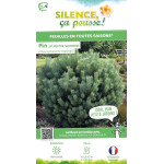 PINUS SYLV,WATERERI C4,5 DE GREFFE de Plantes Silence ça pousse dans Conifères de rocailles en livraison