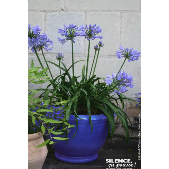 Agapanthe PITCHOUNE BLUE 50cm Silence ca pousse de Plantes Silence ça pousse dans Plantes à petits fruits (kiwi, myrtilles, g...