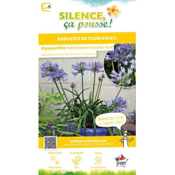 Agapanthe PITCHOUNE BLUE 50cm Silence ca pousse de Plantes Silence ça pousse dans Plantes à petits fruits (kiwi, myrtilles, g...