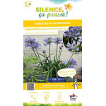 Agapanthe PITCHOUNE BLUE 50cm Silence ca pousse de Plantes Silence ça pousse dans Plantes à petits fruits (kiwi, myrtilles, g...
