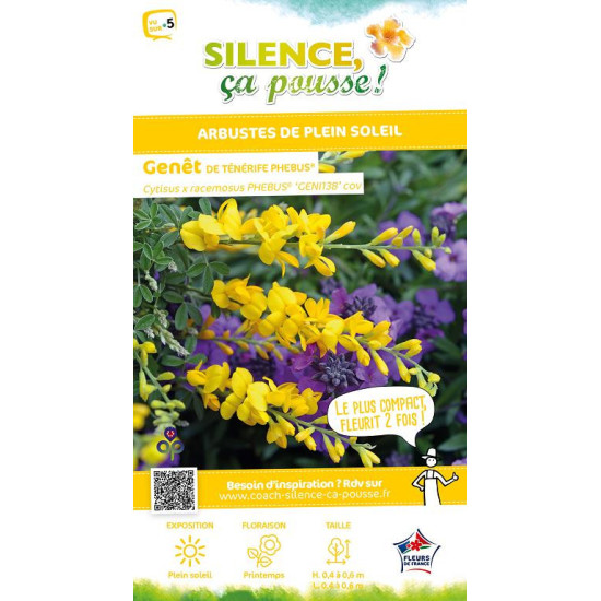 Genet de Tenerife PHEBUS 65cm Silence ca pousse de Plantes Silence ça pousse dans Arbustes persistants en livraison