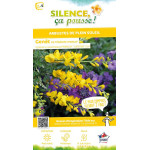 Genet de Tenerife PHEBUS 65cm Silence ca pousse de Plantes Silence ça pousse dans Arbustes persistants en livraison