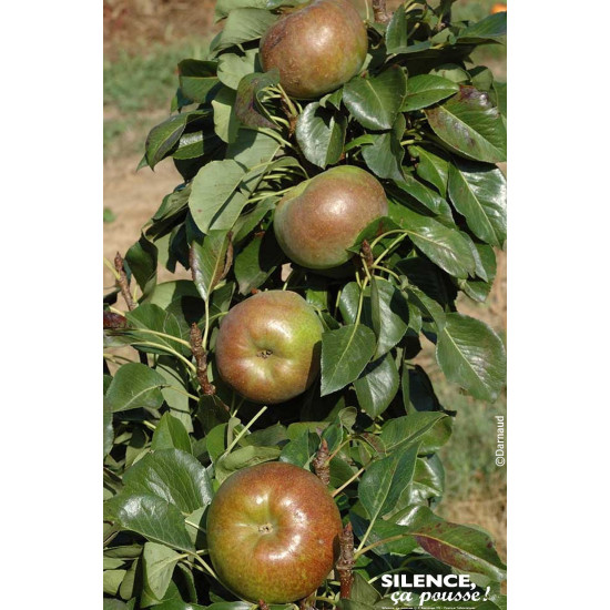 Poirier nain GARDEN GEM 100cm Silence ca pousse de Plantes Silence ça pousse dans ZZ hortival