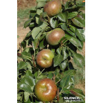 Poirier nain GARDEN GEM 100cm Silence ca pousse de Plantes Silence ça pousse dans ZZ hortival