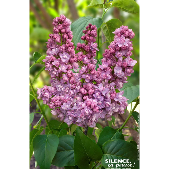 Lilas commun KINDY ROSE 120cm Silence ca pousse de Plantes Silence ça pousse dans Arbustes caducs en livraison