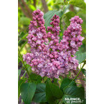 Lilas commun KINDY ROSE 120cm Silence ca pousse de Plantes Silence ça pousse dans Arbustes caducs en livraison