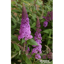 Arbre aux papillons REVE DE PAPILLON Rose 80cm de Plantes Silence ça pousse dans Arbustes caducs en livraison
