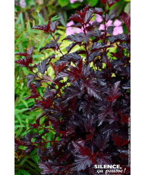Physocarpus a feuilles dobier ALL BLACK 100cm de Plantes Silence ça pousse dans Arbustes caducs en livraison