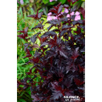 Physocarpus a feuilles dobier ALL BLACK 100cm de Plantes Silence ça pousse dans Arbustes caducs en livraison