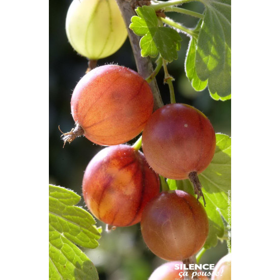 Groseillier a maquereau Rouge, raisin crepu 80 de Plantes Silence ça pousse dans Plantes à petits fruits (kiwi, myrtilles, gr...