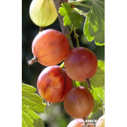 Groseillier a maquereau Rouge, raisin crepu 80 de Plantes Silence ça pousse dans Plantes à petits fruits (kiwi, myrtilles, gr...