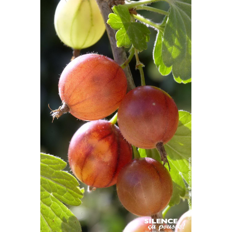 Groseillier a maquereau Rouge, raisin crepu 80 de Plantes Silence ça pousse dans Plantes à petits fruits (kiwi, myrtilles, gr...