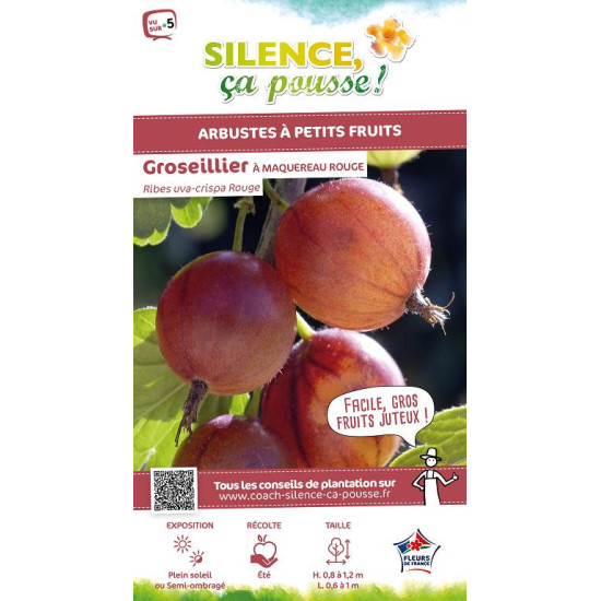 Groseillier a maquereau Rouge, raisin crepu 80 de Plantes Silence ça pousse dans Plantes à petits fruits (kiwi, myrtilles, gr...