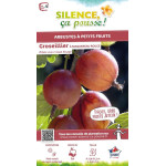 Groseillier a maquereau Rouge, raisin crepu 80 de Plantes Silence ça pousse dans Plantes à petits fruits (kiwi, myrtilles, gr...