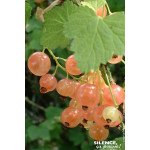 Groseillier a grappes Versaillaise Blanche 100 de Plantes Silence ça pousse dans Plantes à petits fruits (kiwi, myrtilles, gr...