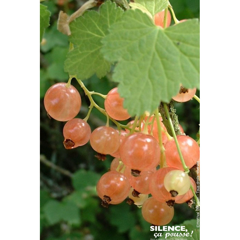 Groseillier a grappes Versaillaise Blanche 100 de Plantes Silence ça pousse dans Plantes à petits fruits (kiwi, myrtilles, gr...
