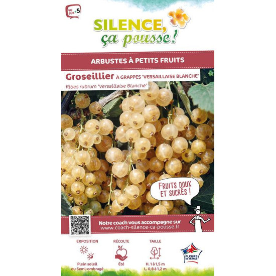 Groseillier a grappes Versaillaise Blanche 100 de Plantes Silence ça pousse dans Plantes à petits fruits (kiwi, myrtilles, gr...