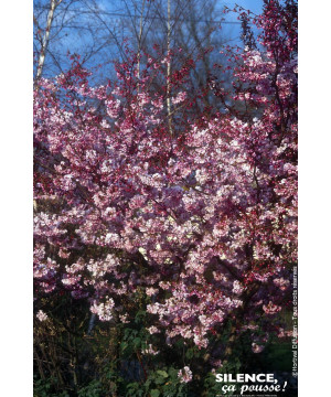 Cerisier dhiver du Japon Autumnalis Rosea 100 de Plantes Silence ça pousse dans Arbres d'ornement en livraison
