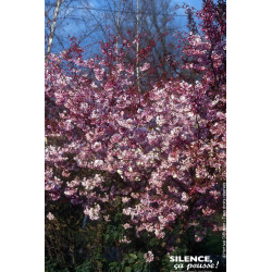 Cerisier dhiver du Japon Autumnalis Rosea 100 de Plantes Silence ça pousse dans Arbres d'ornement en livraison