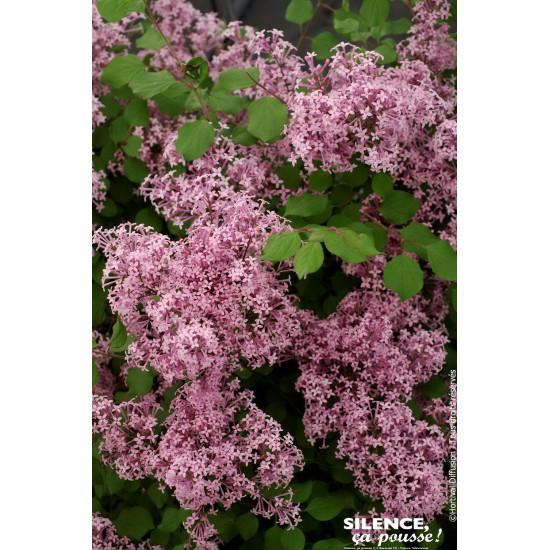 Lilas hybride a petites feuilles Red Pixie 100 de Plantes Silence ça pousse dans Arbustes caducs en livraison