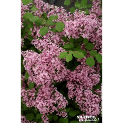 Lilas hybride a petites feuilles Red Pixie 100 de Plantes Silence ça pousse dans Arbustes caducs en livraison