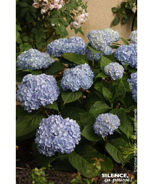Hortensia ENDLESS SUMMER The Original bleu 100 de Plantes Silence ça pousse dans Plantes à petits fruits (kiwi, myrtilles, gr...